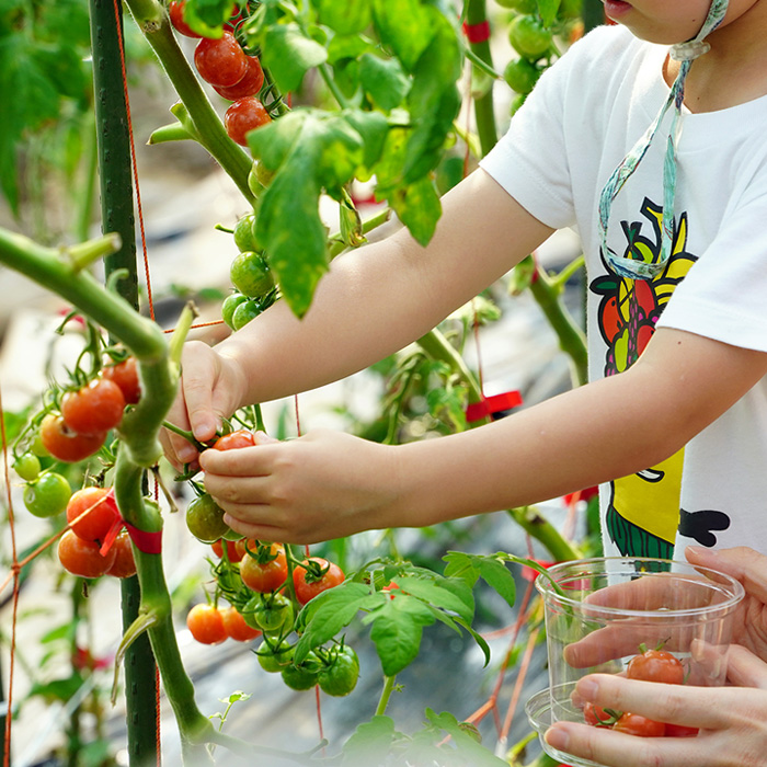 Harvest Experience in Koiwai Farm